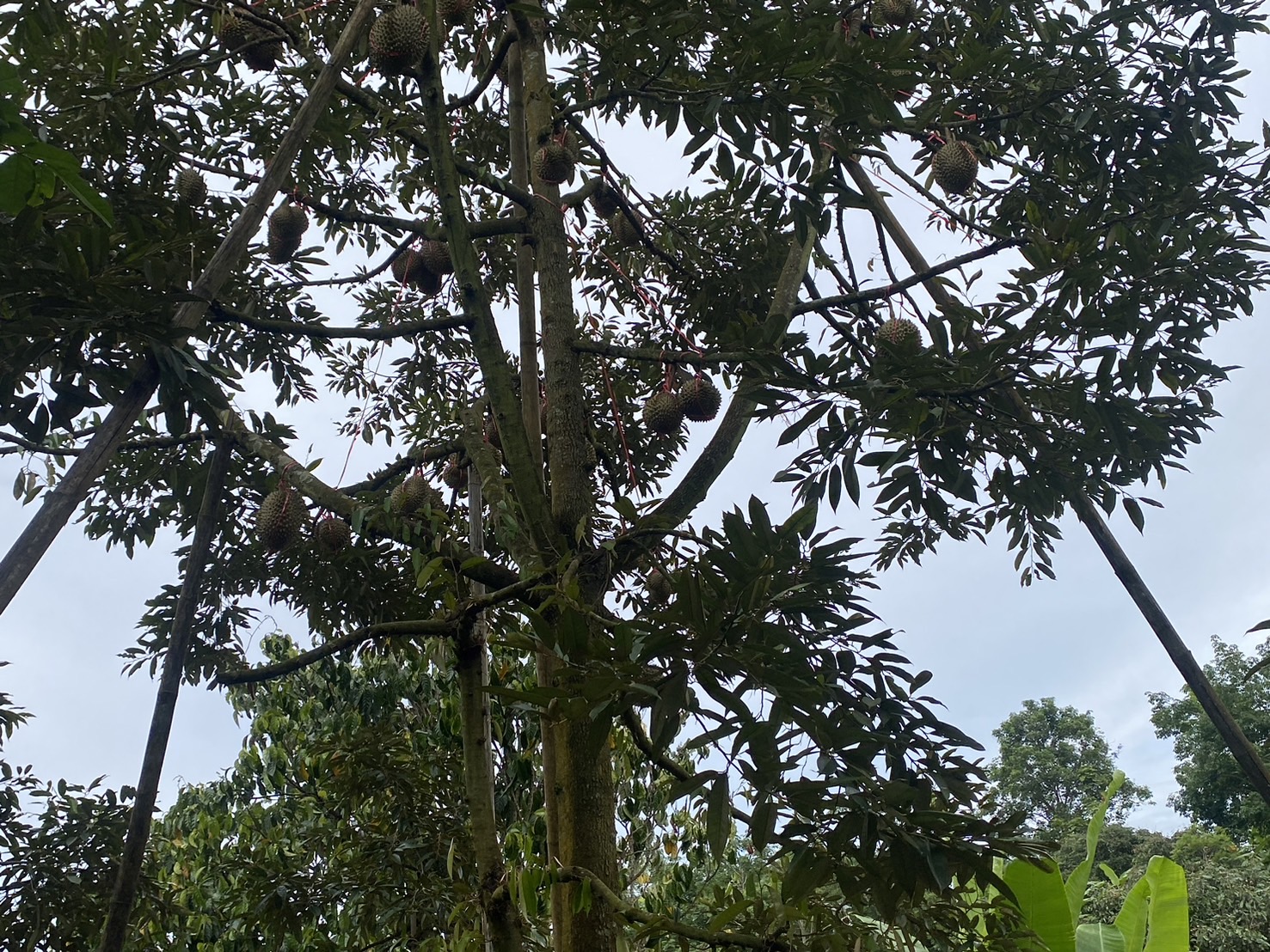 title - ผู้ตรวจราชการ ส.ป.ก. (เขต 15,16 และ 17) ประชุมตรวจติดตามความก้าวหน้าการดำเนินงานตามแผนงานตรวจราชการและลงพื้นที่โครงการที่เกี่ยวข้องในเขตปฏิรูปที่ดิน ประจําปีงบประมาณ 2568 รอบที่ 2 ณ ส.ป.ก.จังหวัดเชียงใหม่